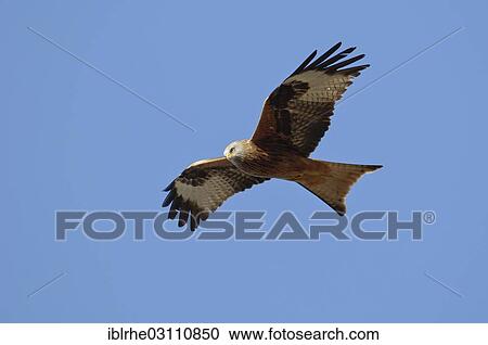 Stock Image - "Red Kite (Milvus milvus) in flight, Wulfskuhl, Ludwigslust-Parchim, Mecklenburg-Western Pomerania, Germany, Europe". Fotosearch