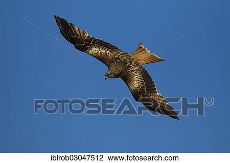 "Red Kite (Milvus milvus) in flight, Pyrenees, Aragon, Spain, Europe" View Large Photo Image Stock Image - "Red Kite (Milvus milvus) in flight, Pyrenees, Aragon, Spain, Europe". Fotosearch
