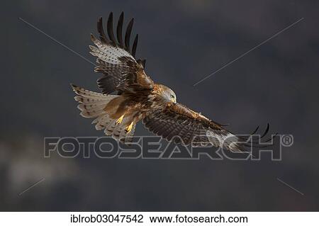 "Red Kite (Milvus milvus) in flight, Pyrenees, Aragon, Spain, Europe" View Large Photo Image Stock Image - "Red Kite (Milvus milvus) in flight, Pyrenees, Aragon, Spain, Europe". Fotosearch