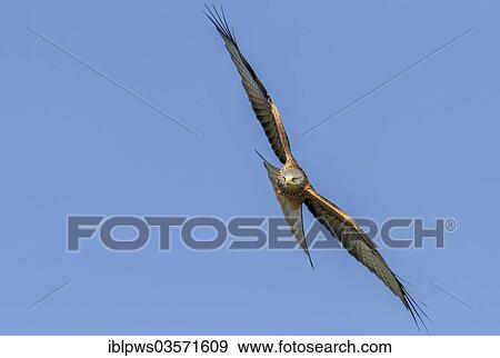 "Red Kite (Milvus milvus), in flight, Rhayader, Wales, United Kingdom, Europe" View Large Photo Image Stock Photo - "Red Kite (Milvus milvus), in flight, Rhayader, Wales, United Kingdom, Europe". Fotosearch
