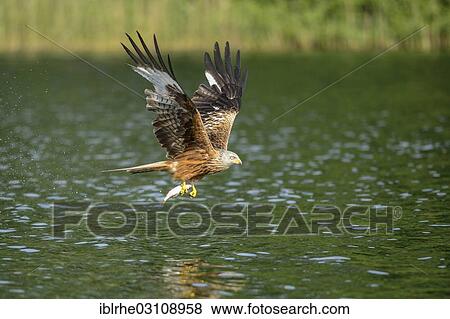 Stock Photo - "Red Kite (Milvus milvus) in flight with a caught fish, over water, Feldberg Lake District, Mecklenburgische Seenplatte, Mecklenburg-Western Pomerania, Germany, Europe". Fotosearch