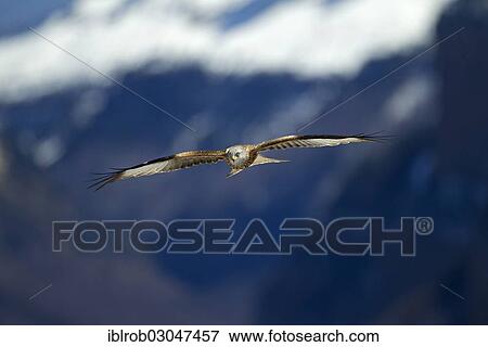 "Red Kite (Milvus milvus) in flight, Pyrenees, Aragon, Spain, Europe" View Large Photo Image Stock Photo - "Red Kite (Milvus milvus) in flight, Pyrenees, Aragon, Spain, Europe". Fotosearch