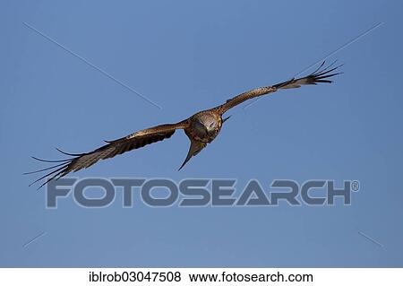 "Red Kite (Milvus milvus) in flight, Pyrenees, Aragon, Spain, Europe" View Large Photo Image Stock Photo - "Red Kite (Milvus milvus) in flight, Pyrenees, Aragon, Spain, Europe". Fotosearch