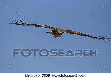 "Red Kite (Milvus milvus) in flight, Pyrenees, Aragon, Spain, Europe" View Large Photo Image Stock Photo - "Red Kite (Milvus milvus) in flight, Pyrenees, Aragon, Spain, Europe". Fotosearch