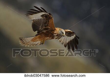 "Red Kite (Milvus milvus) in flight, Pyrenees, Aragon, Spain, Europe" View Large Photo Image Stock Photograph - "Red Kite (Milvus milvus) in flight, Pyrenees, Aragon, Spain, Europe". Fotosearch