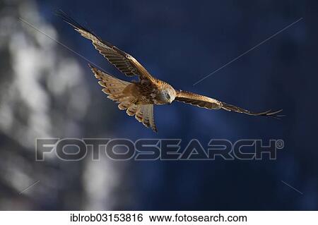 "Red Kite (Milvus milvus) in flight, Pyrenees, Aragon, Spain, Europe" View Large Photo Image Stock Photograph - "Red Kite (Milvus milvus) in flight, Pyrenees, Aragon, Spain, Europe". Fotosearch