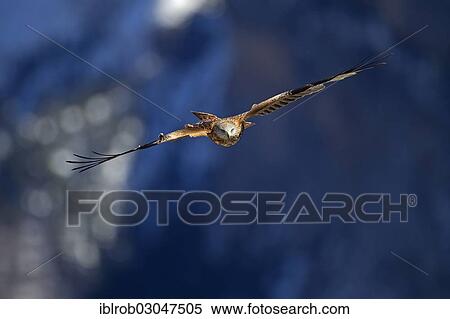 "Red Kite (Milvus milvus) in flight, Pyrenees, Aragon, Spain, Europe" View Large Photo Image Stock Photography - "Red Kite (Milvus milvus) in flight, Pyrenees, Aragon, Spain, Europe". Fotosearch