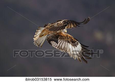 "Red Kite (Milvus milvus) in flight, Pyrenees, Aragon, Spain, Europe" View Large Photo Image Stock Photography - "Red Kite (Milvus milvus) in flight, Pyrenees, Aragon, Spain, Europe". Fotosearch