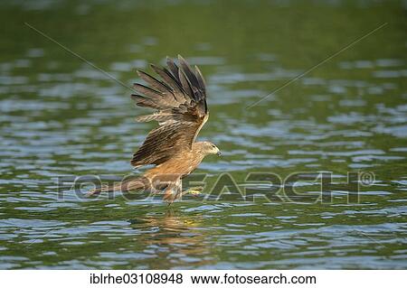 "Red Kite (Milvus milvus) just before catching a fish in the water, Feldberg Lake District, Mecklenburgische Seenplatte, Mecklenburg-Western Pomerania, Germany, Europe" View Large Photo Image Stock Photo - "Red Kite (Milvus milvus) just before catching a fish in the water, Feldberg Lake District, Mecklenburgische Seenplatte, Mecklenburg-Western Pomerania, Germany, Europe". Fotosearch