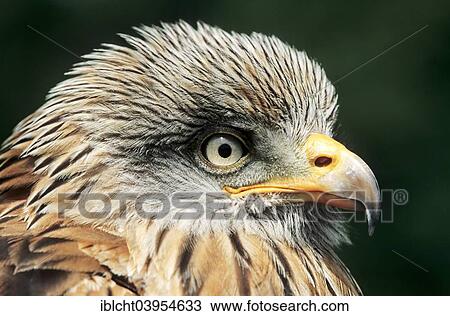 Stock Image - "Red Kite (Milvus milvus), North Rhine-Westphalia, Germany, Europe". Fotosearch