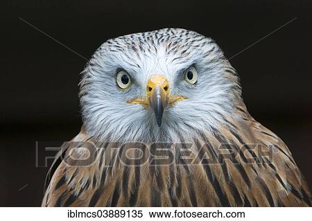 "Red Kite (Milvus milvus), Tierpark Sababurg zoo, Hofgeismar, North Hesse, Hesse, Germany, Europe" View Large Photo Image Stock Photography - "Red Kite (Milvus milvus), Tierpark Sababurg zoo, Hofgeismar, North Hesse, Hesse, Germany, Europe". Fotosearch