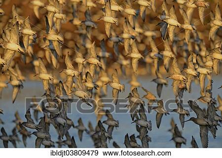 Stock Photo - "Red Knot (Calidris canutus), flock arriving at high tide roost in autumn, Snettisham, the Wash, Norfolk, England, United Kingdom, Europe". Fotosearch
