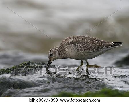 "Red Knot (Calidris canutus), North Holland, Netherlands" View Large Photo Image Stock Image - "Red Knot (Calidris canutus), North Holland, Netherlands". Fotosearch