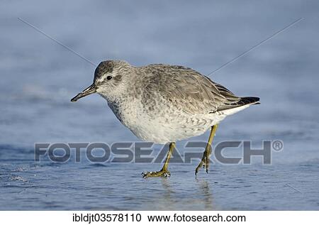 "Red Knot (Calidris canutus) on an iced over pool in winter, Norfolk, England, United Kingdom, Europe" View Large Photo Image Stock Image - "Red Knot (Calidris canutus) on an iced over pool in winter, Norfolk, England, United Kingdom, Europe". Fotosearch