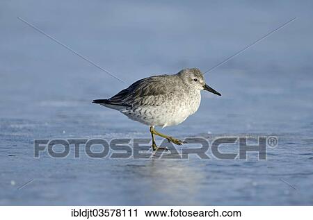Stock Image - "Red Knot (Calidris canutus) on an iced over pool in winter, Norfolk, England, United Kingdom, Europe". Fotosearch