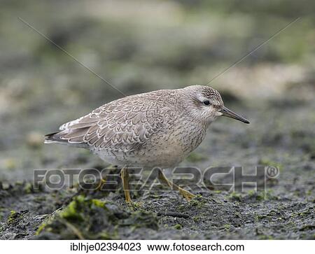 Stock Image - "Red Knot (Calidris canutus), Texel, The Netherlands, Europe". Fotosearch