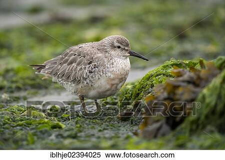 "Red Knot (Calidris canutus), Texel, The Netherlands, Europe" View Large Photo Image Stock Photography - "Red Knot (Calidris canutus), Texel, The Netherlands, Europe". Fotosearch