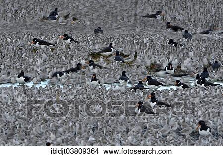 "Red Knots (Calidris canutus) at high tide roost on Snettisham Pits, Wash, Norfolk, England, United Kingdom, Europe" View Large Photo Image Picture - "Red Knots (Calidris canutus) at high tide roost on Snettisham Pits, Wash, Norfolk, England, United Kingdom, Europe". Fotosearch