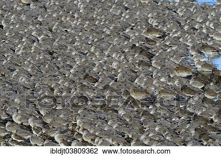 "Red Knots (Calidris canutus) at high tide roost on Snettisham Pits, Wash, Norfolk, England, United Kingdom, Europe" View Large Photo Image Stock Image - "Red Knots (Calidris canutus) at high tide roost on Snettisham Pits, Wash, Norfolk, England, United Kingdom, Europe". Fotosearch