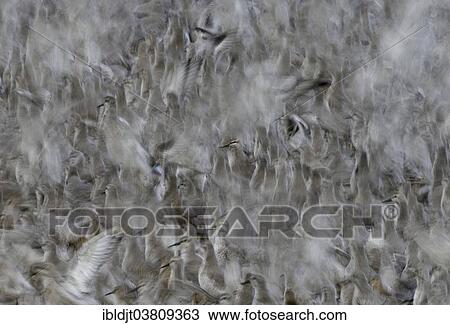 "Red Knots (Calidris canutus) at high tide roost on Snettisham Pits, Wash, Norfolk, England, United Kingdom, Europe" View Large Photo Image Stock Image - "Red Knots (Calidris canutus) at high tide roost on Snettisham Pits, Wash, Norfolk, England, United Kingdom, Europe". Fotosearch