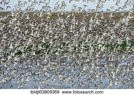 "Red Knots (Calidris canutus) at high tide roost on Snettisham Pits, Wash, Norfolk, England, United Kingdom, Europe" View Large Photo Image Stock Photo - "Red Knots (Calidris canutus) at high tide roost on Snettisham Pits, Wash, Norfolk, England, United Kingdom, Europe". Fotosearch