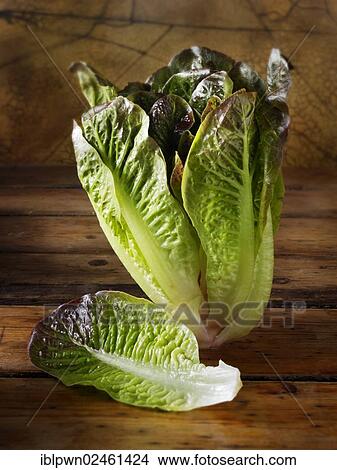 Red-leaved Cos lettuce View Large Photo Image Picture - Red-leaved Cos lettuce. Fotosearch