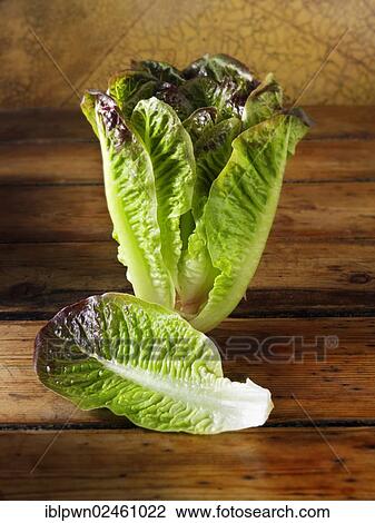 Red leaved Cos lettuce View Large Photo Image Stock Image - Red leaved Cos lettuce. Fotosearch