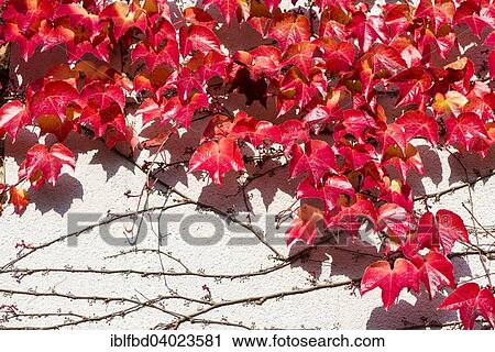 Stock Image - "Red leaves of Virginia creeper (Parthenocissus quinquefolia) in autumn, Wurzburg, Bavaria, Germany, Europe". Fotosearch
