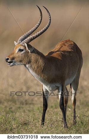 Stock Photo - "Red Lechwe (Kobus leche), Chobe National Park, Savute, North-West District, Botswana, Africa". Fotosearch