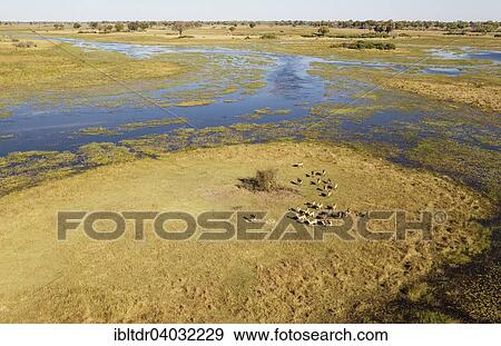 "Red Lechwe (Kobus leche leche) herd in the freshwater marshland at the Gomoti River, aerial view, Okavango Delta, Moremi Game Reserve, Botswana, Africa" View Large Photo Image Stock Photo - "Red Lechwe (Kobus leche leche) herd in the freshwater marshland at the Gomoti River, aerial view, Okavango Delta, Moremi Game Reserve, Botswana, Africa". Fotosearch