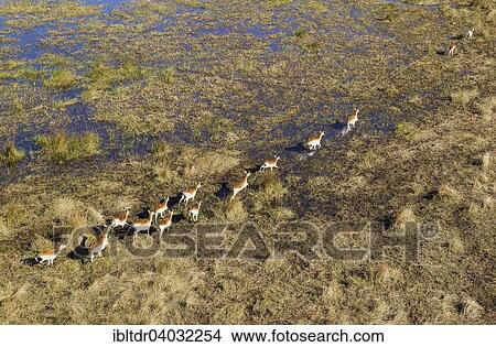 "Red Lechwe (Kobus leche leche), running in a freshwater marsh, aerial view, Okavango Delta, Moremi Game Reserve, Botswana, Africa" View Large Photo Image Picture - "Red Lechwe (Kobus leche leche), running in a freshwater marsh, aerial view, Okavango Delta, Moremi Game Reserve, Botswana, Africa". Fotosearch