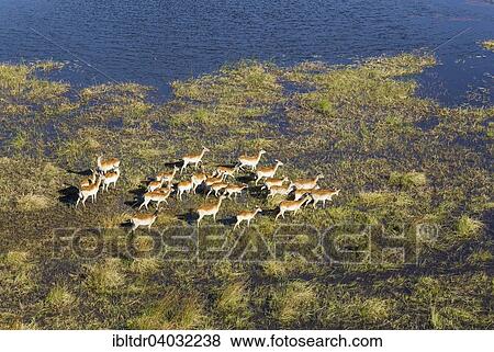Stock Photo - "Red Lechwe (Kobus leche leche), roaming in a freshwater marsh, aerial view, Okavango Delta, Moremi Game Reserve, Botswana, Africa". Fotosearch