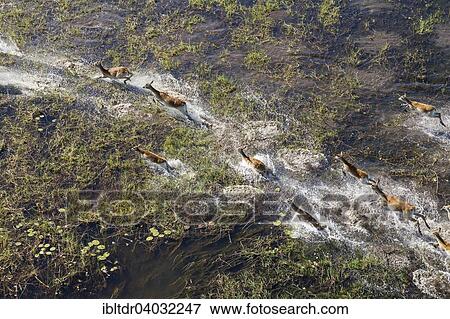 "Red Lechwe (Kobus leche leche), running in a freshwater marsh, aerial view, Okavango Delta, Moremi Game Reserve, Botswana, Africa" View Large Photo Image Stock Photo - "Red Lechwe (Kobus leche leche), running in a freshwater marsh, aerial view, Okavango Delta, Moremi Game Reserve, Botswana, Africa". Fotosearch