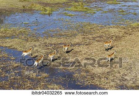 Stock Photography - "Red Lechwe (Kobus leche leche), bachelor herd, running in a freshwater marsh, aerial view, Okavango Delta, Moremi Game Reserve, Botswana, Africa". Fotosearch