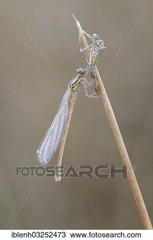 Stock Image - "Red-legged Damselfly (Platycnemis acutipennis), freshly hatched, Haren, Emsland, Lower Saxony, Germany, Europe". Fotosearch