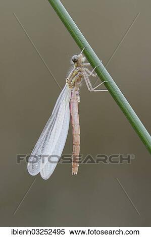 "Red-legged Damselfly (Platycnemis acutipennis), freshly hatched, Haren, Emsland, Lower Saxony, Germany, Europe" View Large Photo Image Stock Photography - "Red-legged Damselfly (Platycnemis acutipennis), freshly hatched, Haren, Emsland, Lower Saxony, Germany, Europe". Fotosearch