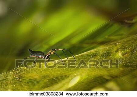 "Red-legged Golden Orb-web Spider (Nephila inaurata), Baie Sainte Anne, Seychelles, Africa" View Large Photo Image Picture - "Red-legged Golden Orb-web Spider (Nephila inaurata), Baie Sainte Anne, Seychelles, Africa". Fotosearch