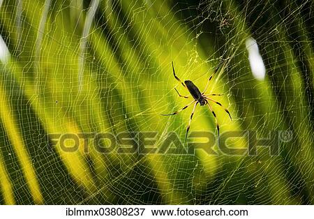 "Red-legged Golden Orb-web Spider (Nephila inaurata), Baie Sainte Anne, Seychelles, Africa" View Large Photo Image Stock Photo - "Red-legged Golden Orb-web Spider (Nephila inaurata), Baie Sainte Anne, Seychelles, Africa". Fotosearch