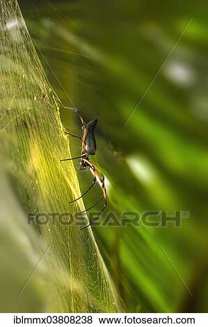 Stock Photo - "Red-legged Golden Orb-web Spider (Nephila inaurata), Baie Sainte Anne, Seychelles, Africa". Fotosearch