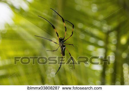 "Red-legged Golden Orb-web Spider (Nephila inaurata), Baie Sainte Anne, Seychelles, Africa" View Large Photo Image Stock Photo - "Red-legged Golden Orb-web Spider (Nephila inaurata), Baie Sainte Anne, Seychelles, Africa". Fotosearch