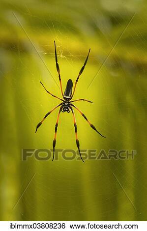 "Red-legged Golden Orb-web Spider (Nephila inaurata), Baie Sainte Anne, Seychelles, Africa" View Large Photo Image Stock Photograph - "Red-legged Golden Orb-web Spider (Nephila inaurata), Baie Sainte Anne, Seychelles, Africa". Fotosearch