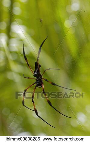 "Red-legged Golden Orb-web Spider (Nephila inaurata), Baie Sainte Anne, Seychelles, Africa" View Large Photo Image Stock Photograph - "Red-legged Golden Orb-web Spider (Nephila inaurata), Baie Sainte Anne, Seychelles, Africa". Fotosearch