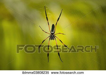 "Red-legged Golden Orb-web Spider (Nephila inaurata), Baie Sainte Anne, Seychelles, Africa" View Large Photo Image Stock Photography - "Red-legged Golden Orb-web Spider (Nephila inaurata), Baie Sainte Anne, Seychelles, Africa". Fotosearch