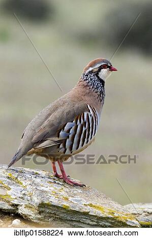 Picture - Red-legged Partridge (Alectoris rufa). Fotosearch