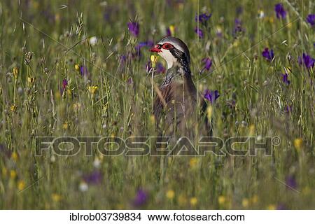 "Red-legged Partridge (Alectoris rufa), male, Extremadura, Spain, Europe" View Large Photo Image Picture - "Red-legged Partridge (Alectoris rufa), male, Extremadura, Spain, Europe". Fotosearch