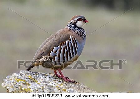 Stock Image - Red-legged Partridge (Alectoris rufa). Fotosearch