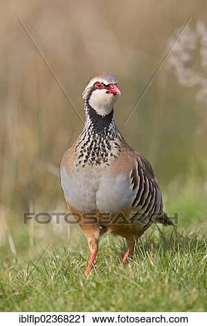 "Red-legged Partridge (Alectoris rufa), adult male, standing on grass in field, Suffolk, England, United Kingdom, Europe" View Large Photo Image Stock Image - "Red-legged Partridge (Alectoris rufa), adult male, standing on grass in field, Suffolk, England, United Kingdom, Europe". Fotosearch