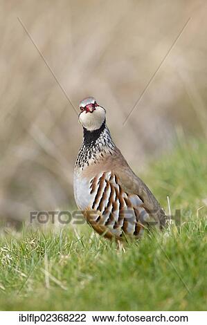 Stock Image - "Red-legged Partridge (Alectoris rufa), adult male, standing on grass in field, Suffolk, England, United Kingdom, Europe". Fotosearch