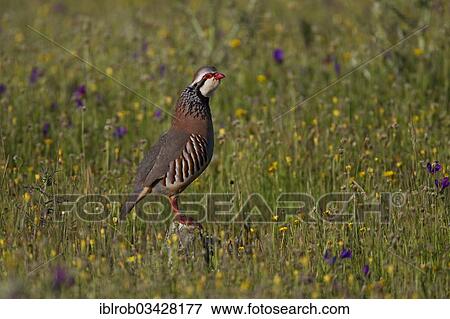 Stock Photo - "Red-legged Partridge (Alectoris rufa), male during courtship, Extremadura, Spain, Europe". Fotosearch