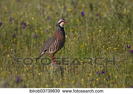"Red-legged Partridge (Alectoris rufa), male during a courtship display, Extremadura, Spain, Europe" View Large Photo Image Stock Photo - "Red-legged Partridge (Alectoris rufa), male during a courtship display, Extremadura, Spain, Europe". Fotosearch